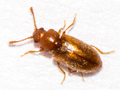 Micrambe ulicis